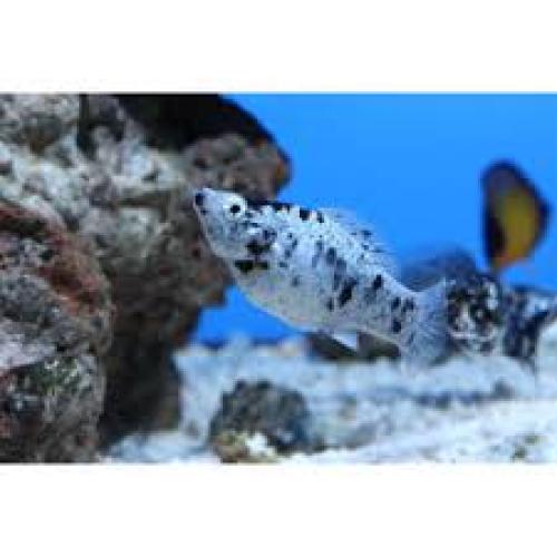 breitflossen-karpfling-poecilia-latipinna-salt-pepper-6482