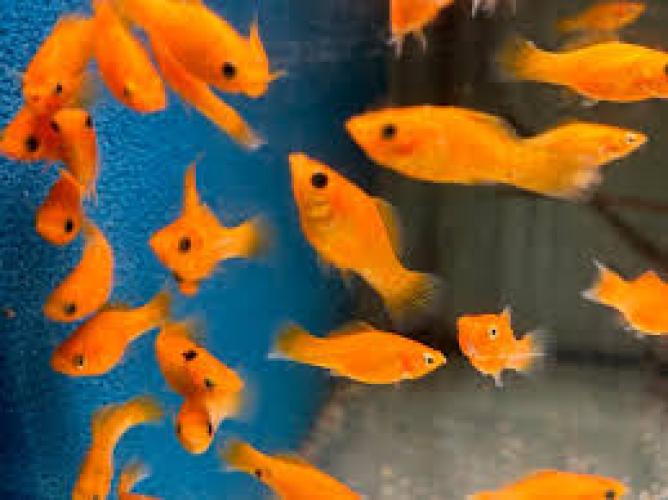 spitzmaul-karpfling-molly-safran-poecilia-latipinna-saffron-rot-6478