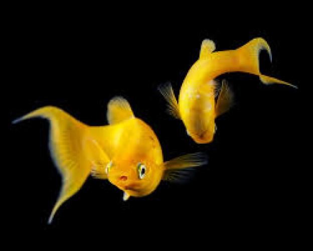 spitzkopf-molly-goldstaubmolly-poecilia-sphenops-gold-lyra-6548