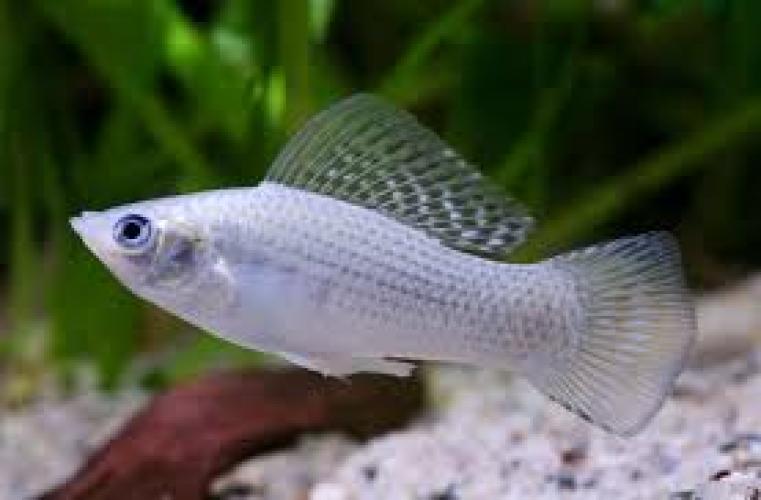 silbermolly-poecilia-latipinna-silver-lyra-6477