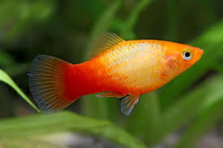 spiegel-karpfling-gluhlicht-platy-xiphophorus-maculatus-marygold-sunset-6513