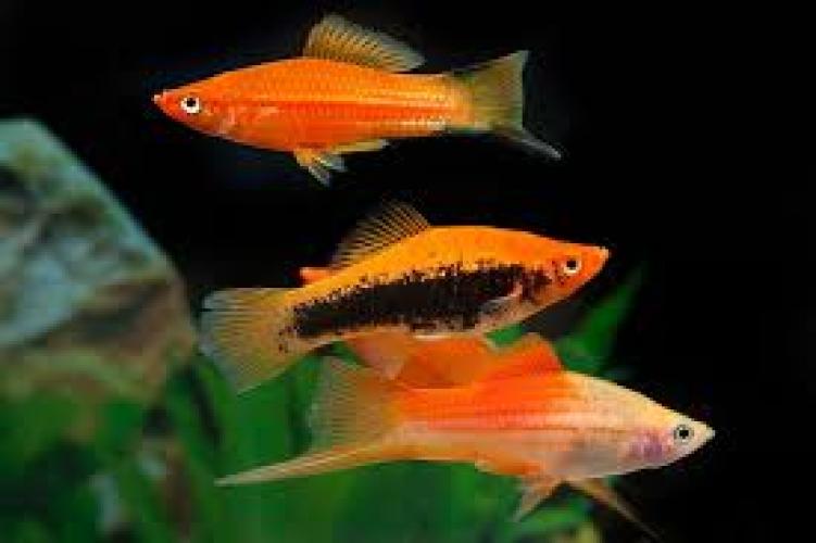 schwerttrager-farbmix-xiphophorus-hellerii-colour-mix-6465