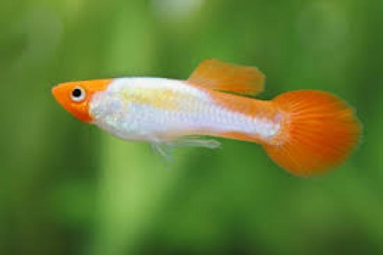 guppy-king-koi-poecilia-reticulata-king-koi-133663