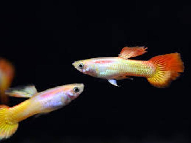 guppy-poecilia-reticulatat-sunrice-133649