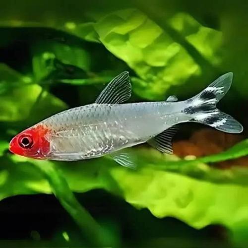 roter-neonsalmler-hemigrammus-rhodostomus-cb-3-4-cm-6893