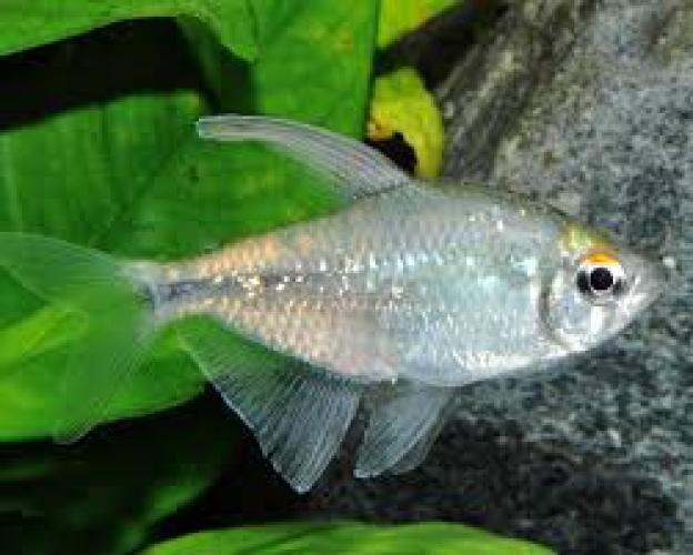 brilliantsalmler-moenkhausia-pittieri-nz-25-3-cm-6880