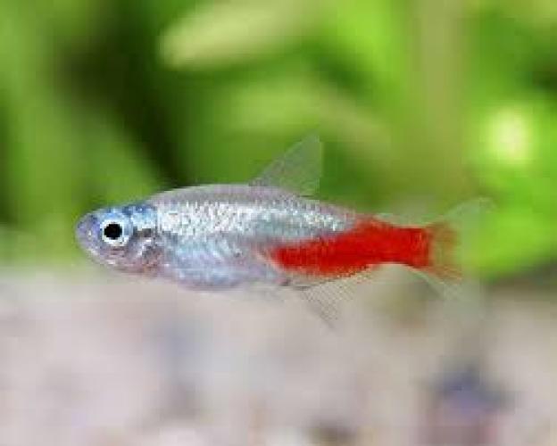 neonsalmler-diamant-paracheirodon-innesi-diamond-dnz-2-3-cm-6904