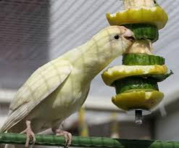 Ziegensittich (Cyanoramphus novaezelandiae)