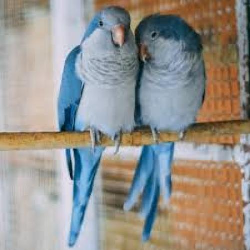 Ziegensittich (Cyanoramphus novaezelandiae)