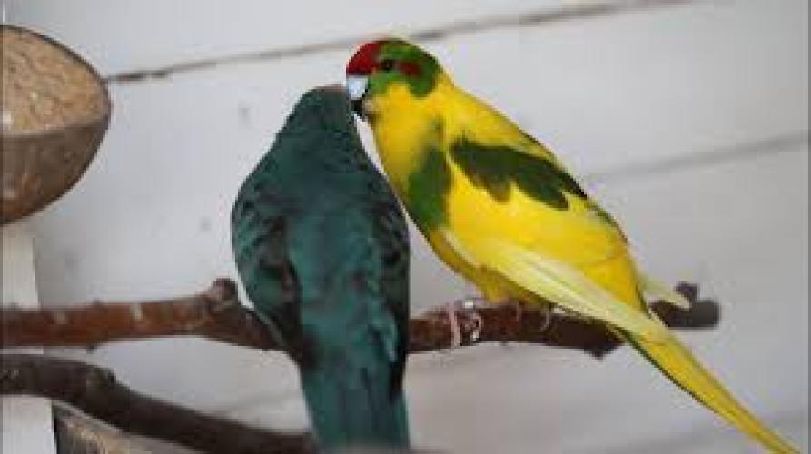 Ziegensittich (Cyanoramphus novaezelandiae)