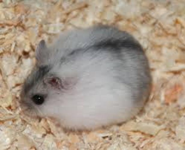 zwerghamster-phodopus-sungorus-m-diverse-farben-162278