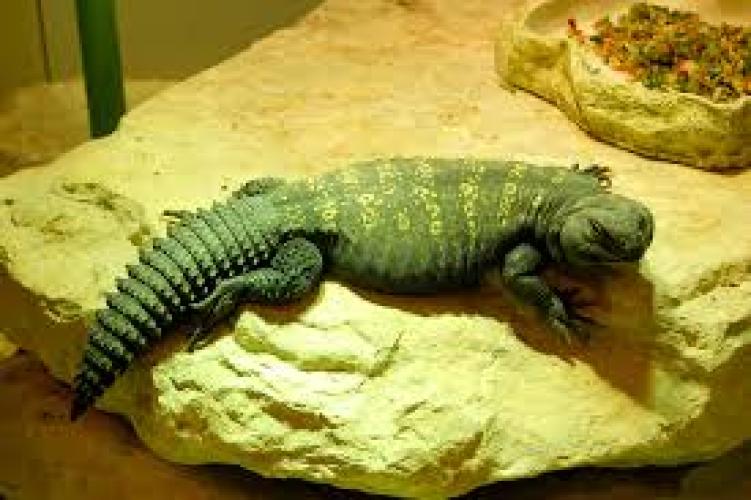 geschmuckte-dornschwanzagame-uromastyx-ocellata-ocellata-11-paar-162283