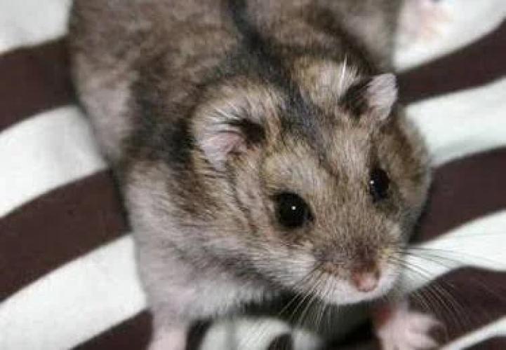 campbell-zwerghamster-phodopus-campbelli-162611