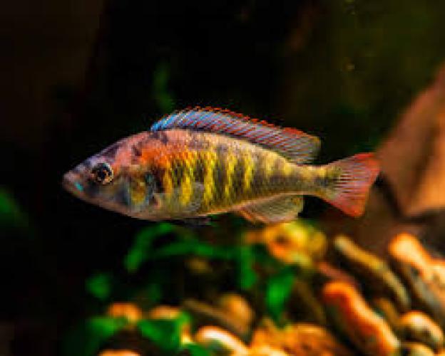 papiliochromis-black-xl-4-45-cm-163000