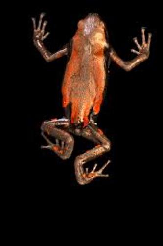 westafrikanischer-kautschuckfrosch-phrynomerus-microps-m-l-12-163013