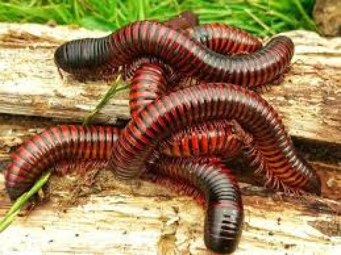 riesen-tausendfusser-pelmatojulus-excisus-m-l-163020