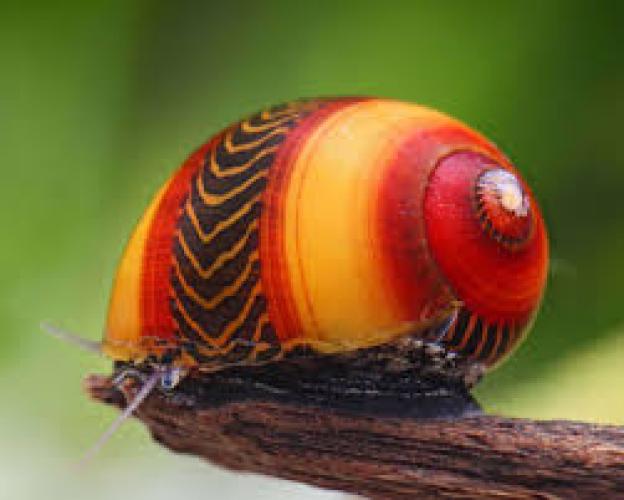 rote-rennschnecke-neritina-waigiensis-red-wf-1-2-cm-5610