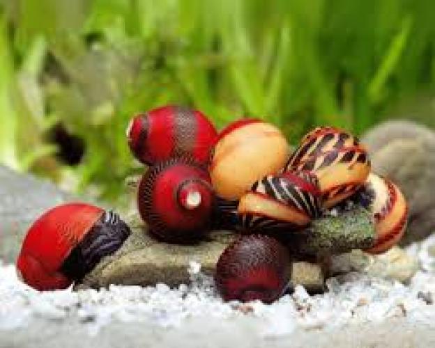 Rote Rennschnecke (Neritina waigiensis RED, WF) 1–2 cm