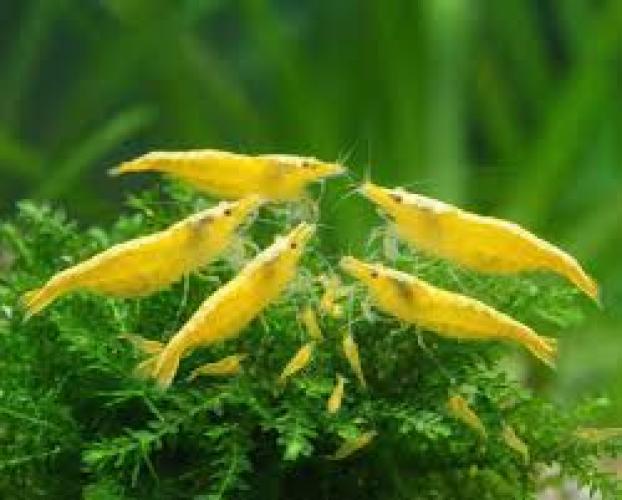 yellow-fire-garnele-neocaridina-davidi-yellow-fire-nz-5663