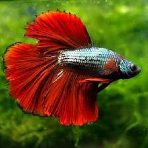 kampffisch-mannchen-halbmond-rot-betta-splendens-male-halfmoon-bright-red-nz-4-6-cm-6374