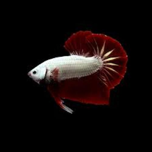 kampffisch-mannchen-halbmond-drache-dragonscale-betta-splendens-male-halfmoon-dragonscale-nz-4-6-cm-6354