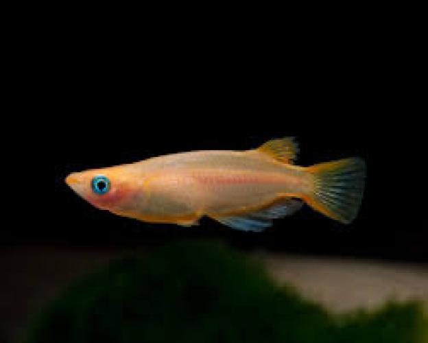 japanischer-reisfisch-gold-oryzias-latipes-gold-dnz-2-3-cm-6592