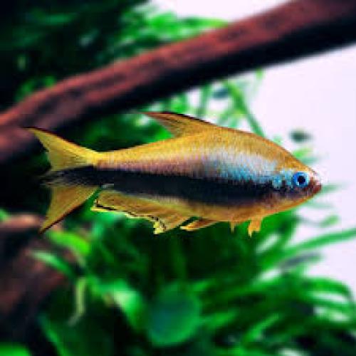 kaisersalmler-nematobrycon-palmeri-147481