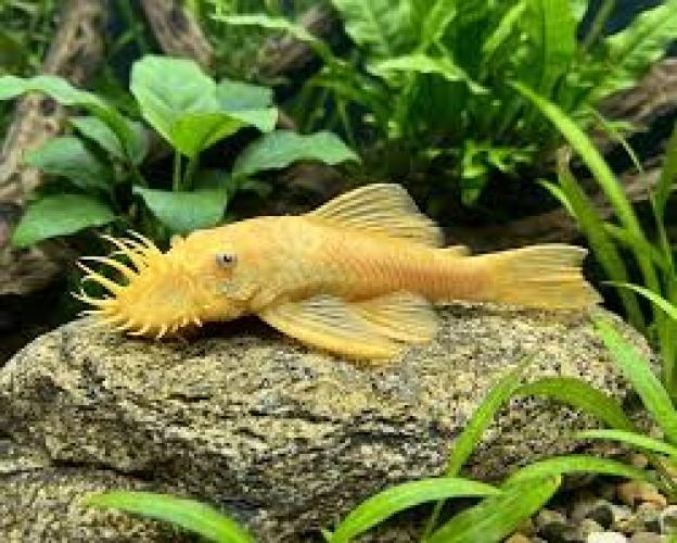 l144-antennenwels-ancistrus-sp-yellow-black-eye-7139