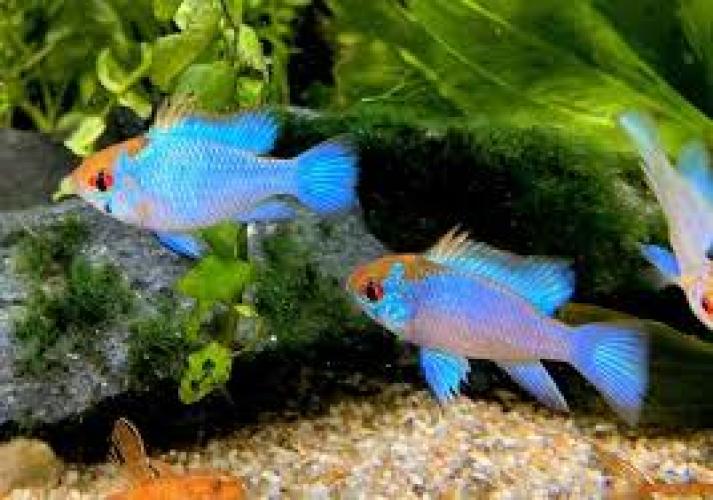schmetterlingsbuntbarsch-super-neon-blue-orange-head-longfin-mikrogeophagus-ramirezi-163033