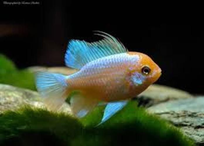 schmetterlingsbuntbarsch-mikrogeophagus-ramirezi-dnz-3-4-cm-6721