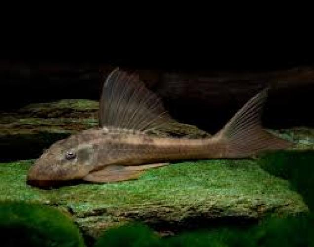 brunos-harnischwels-panaque-sp-bruno-hypostomus-basilisko-163034