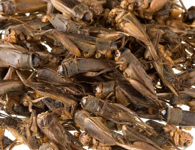 grillen-md-getrocknet-100g-162904