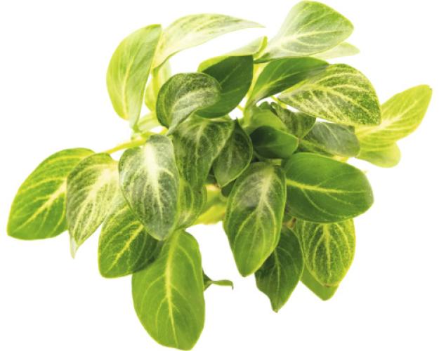 zwergspeerblatt-anubias-barteri-var-nana-stardust-zuchtform-163042