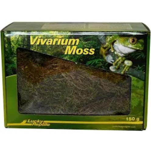 terrarium-moos-size-mb-126024