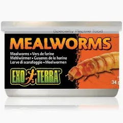 Reptilienfutter Mealworms  34g, Exo Terra, Mehlwürmer in Dose