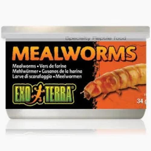 reptilienfutter-mealworms-34g-exo-terra-mehlwurmer-in-dose-20552
