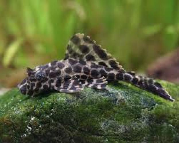 segelflossen-harnischwels-wabemscjooderwels-pterygoplichthys-gibbiceps-l165-6-8cm-6762