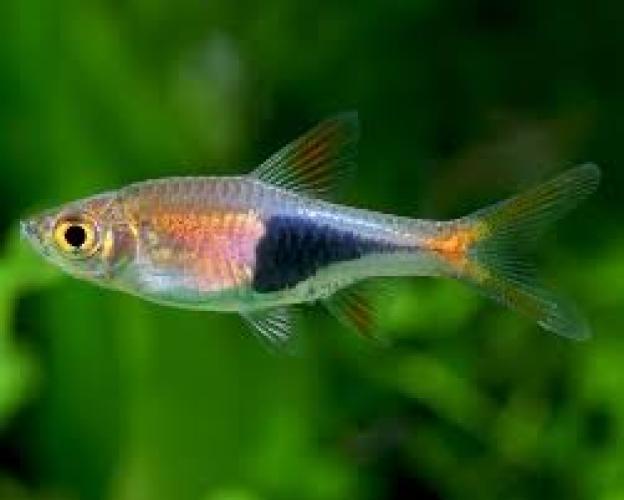 keilfleckbarbe-trigonostigma-heteromorpha-rasbora-heteromorpha-dnz-2-3-cm-137313
