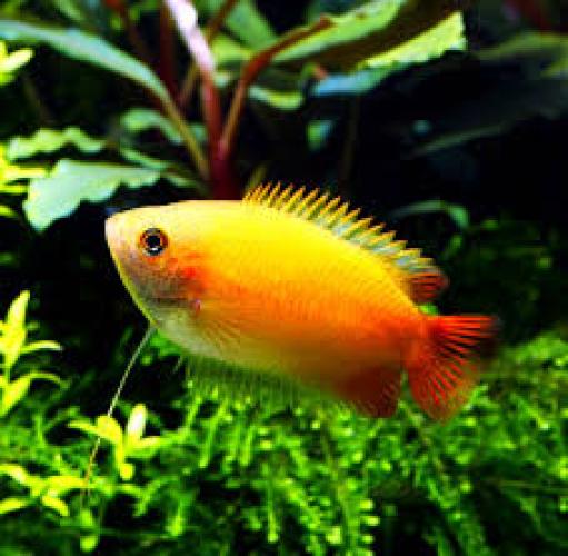 honiggurami-gold-trichogaster-chuna-colisa-chuna-gold-nz-3-4-cm-5836