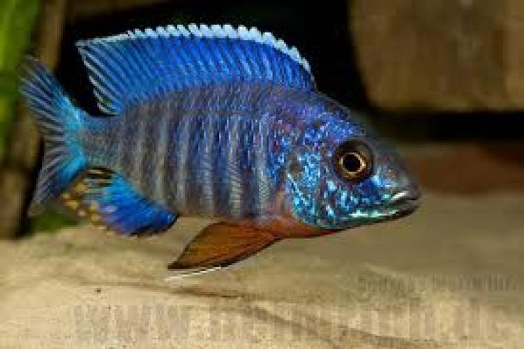 rotbrust-kaiserbuntbarsch-cobue-aulonocara-stuartgranti-cobue-dnz-7-9-cm-163056