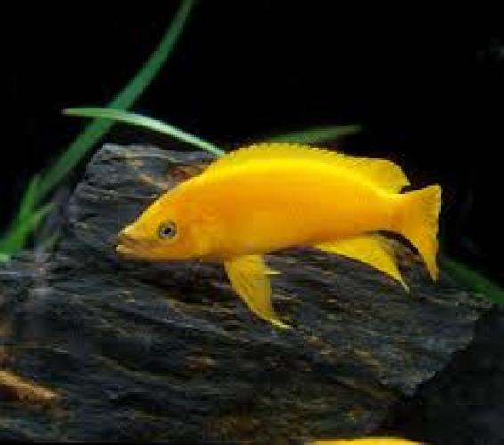 tanganjika-goldcichlide-top-orange-neolamprologus-leleupi-top-orange-dnz-4-6-cm-6027