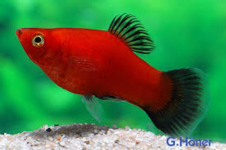 platy-wagtail-red-xiphophorus-maculatus-wagtail-red-nz-3-4-cm-6524