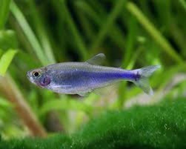 Kaisersalmler BLACK – blaue Augen (Nematobrycon palmeri BLACK, NZ) 2–2,5 cm