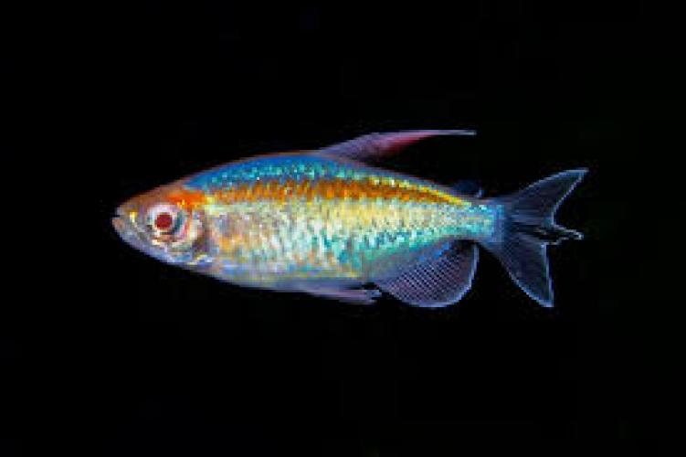 kongosalmler-phenacogrammus-interruptus-nz-3-5-cm-5983