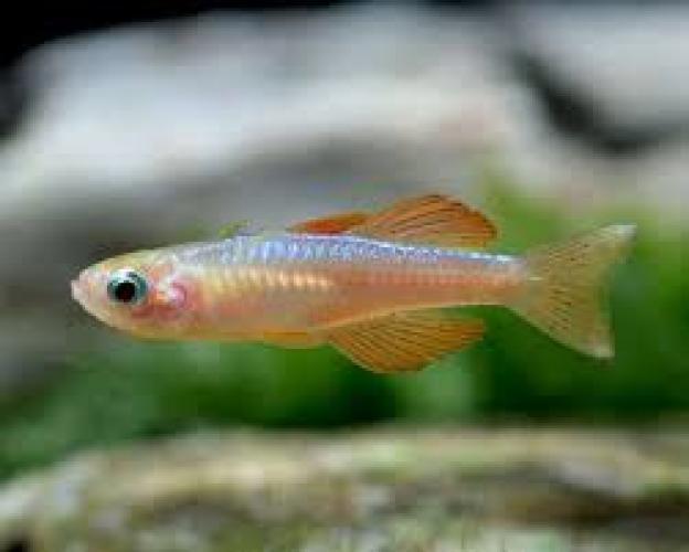 paskais-blauaugenfisch-gelb-orange-pseudomugil-paskai-nz-15-2-cm-6505