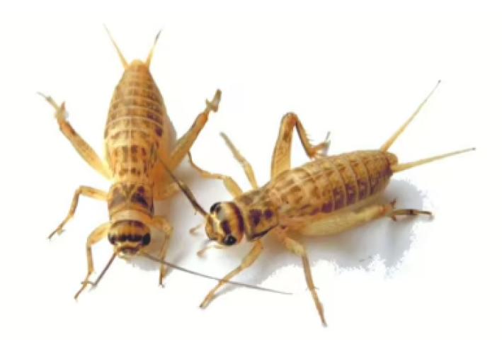 lebendfutter-kurzflugelgrillen-mini-ca-200-stk-163058