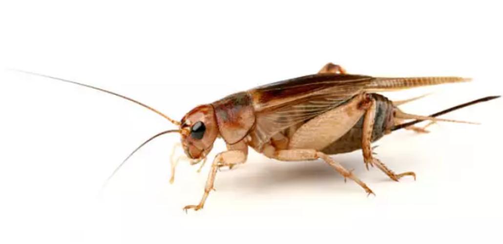 Lebendfutter: Steppengrillen mittel (Gryllus assimilis)  500 Stück