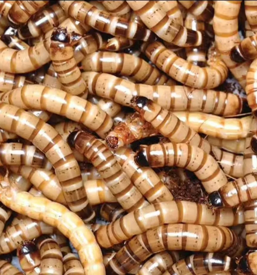 Lebendfutter: Zophobas