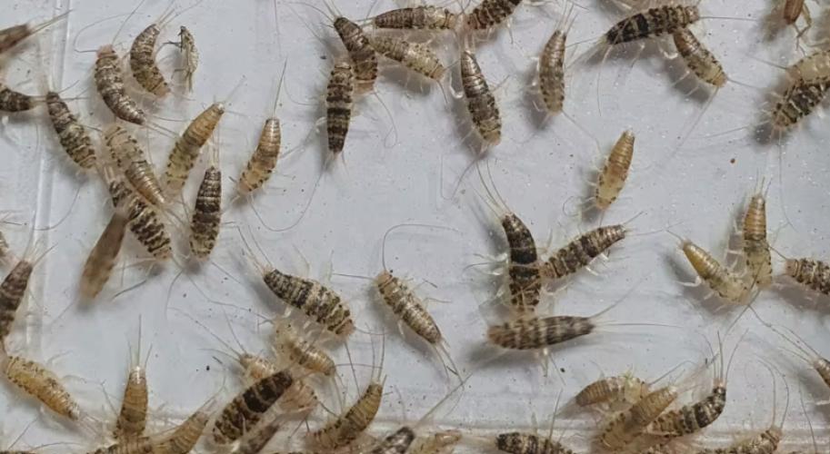 lebendfutter-ofenfischchen-gross-thermobia-domestica-ca-70-stk-163062