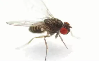 Lebendfutter: Drosophila gross (flugunfähig) – 500 ml